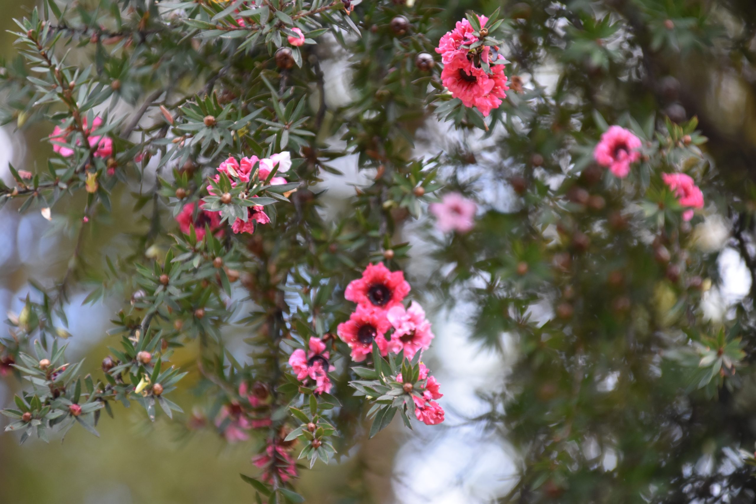 Mānuka in flower at Dorset Square Reserve