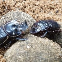 Dung beetles (Greater Wellington)