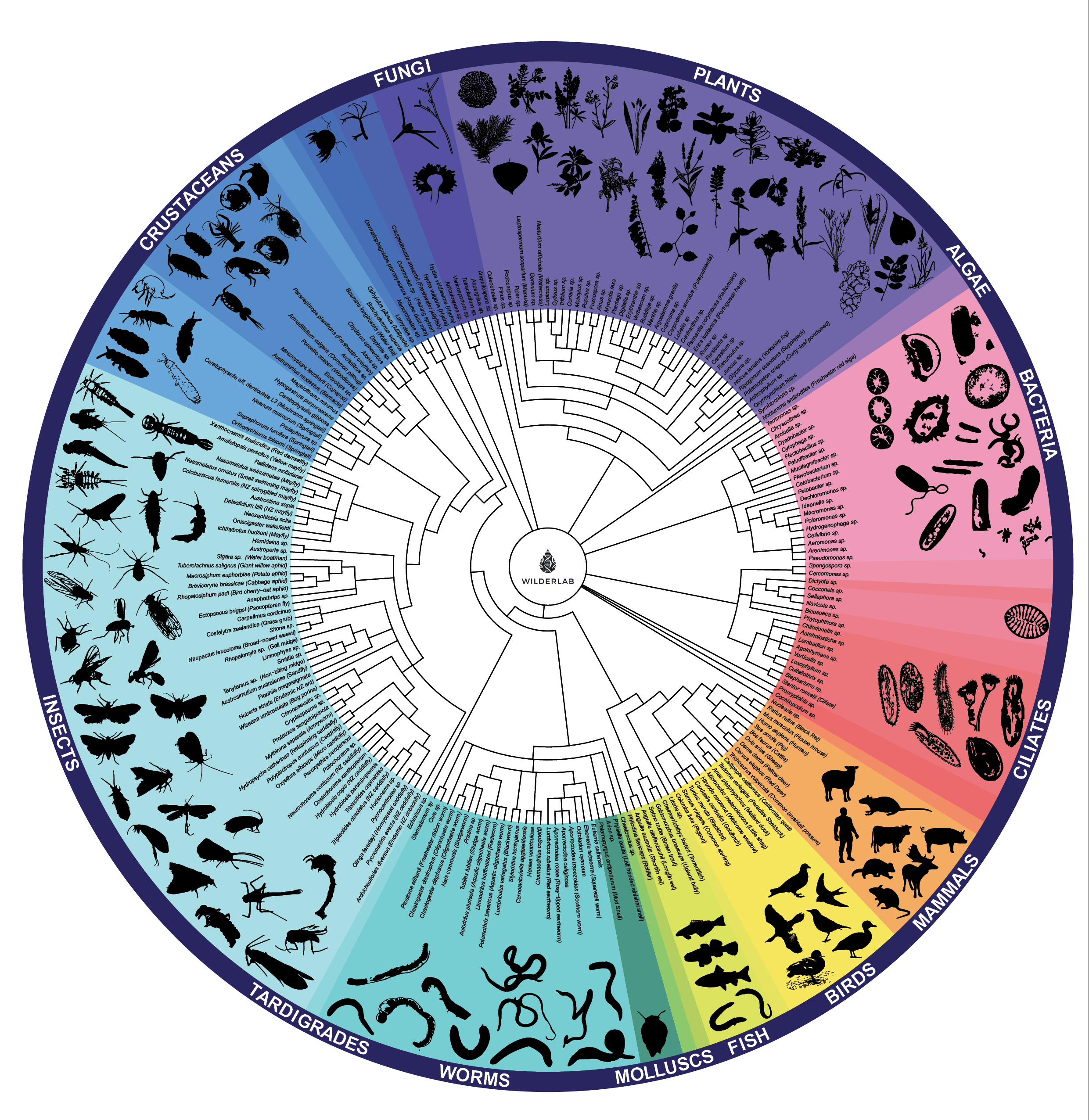 Wheel Of Life (Wilderlab)