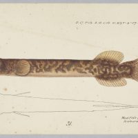 Neochanna apoda ( Brown mudfish), 1874, New Zealand, by Frank Edward Clarke. Purchased 1921. Te Papa (1992-0035-2278/16)