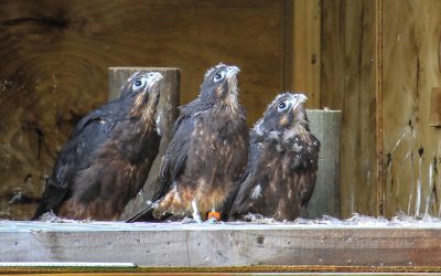 Breeding Success: Trapping predators to support falcon families